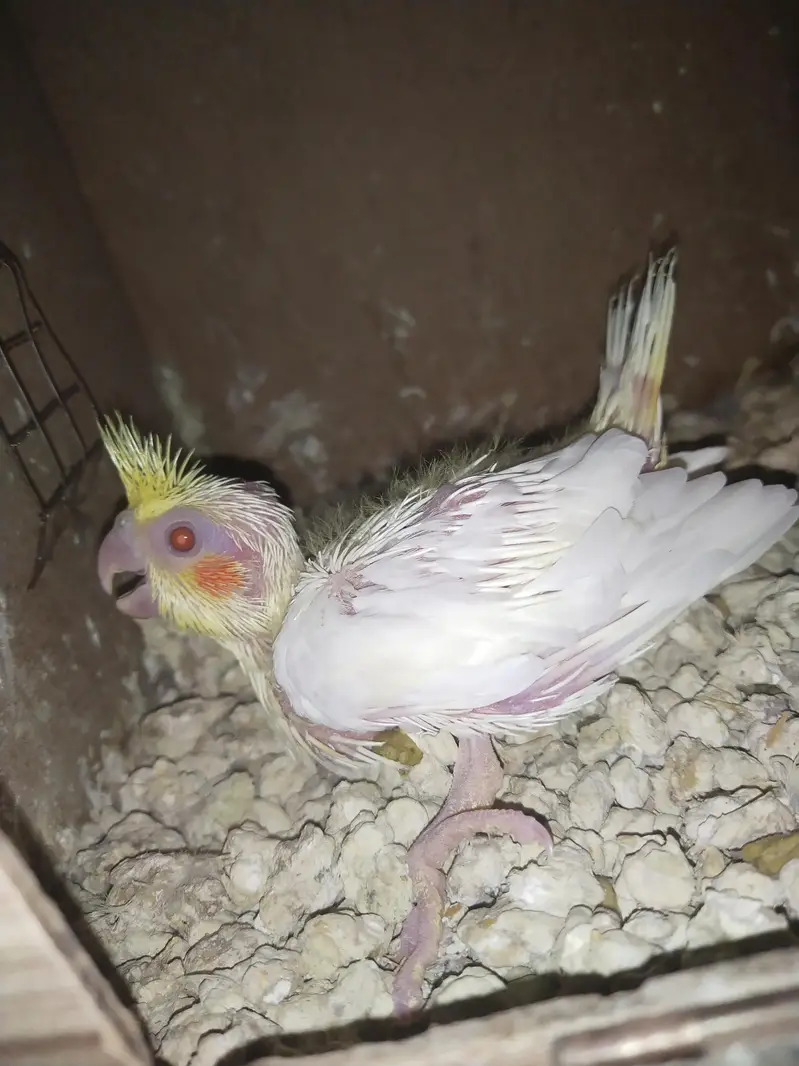 common white cocktail chik red eye — photo 2