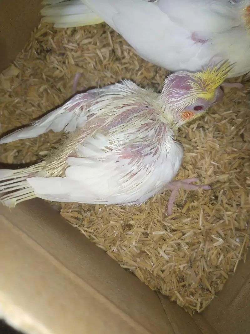 common white cocktail chik red eye — photo 3