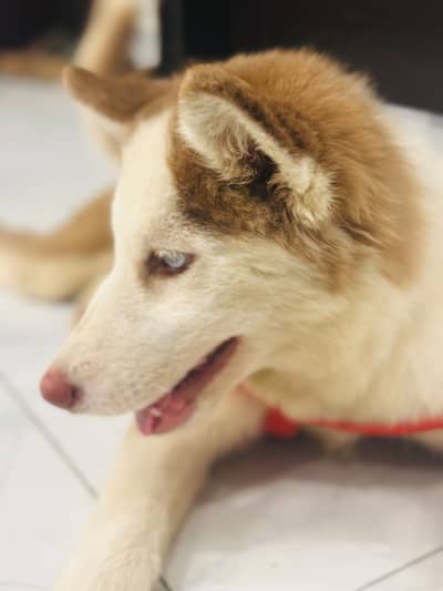3month female siberian husky looking new home strong blood line