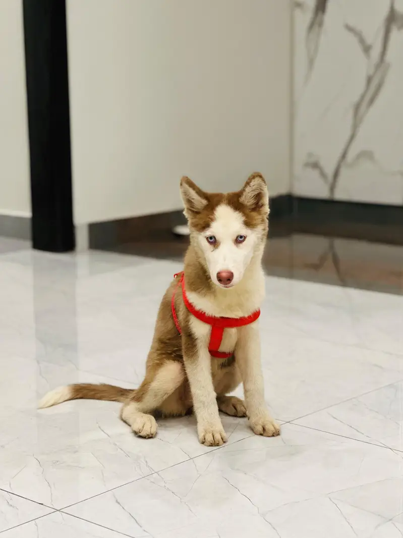 3month female siberian husky looking new home strong blood line — photo 2