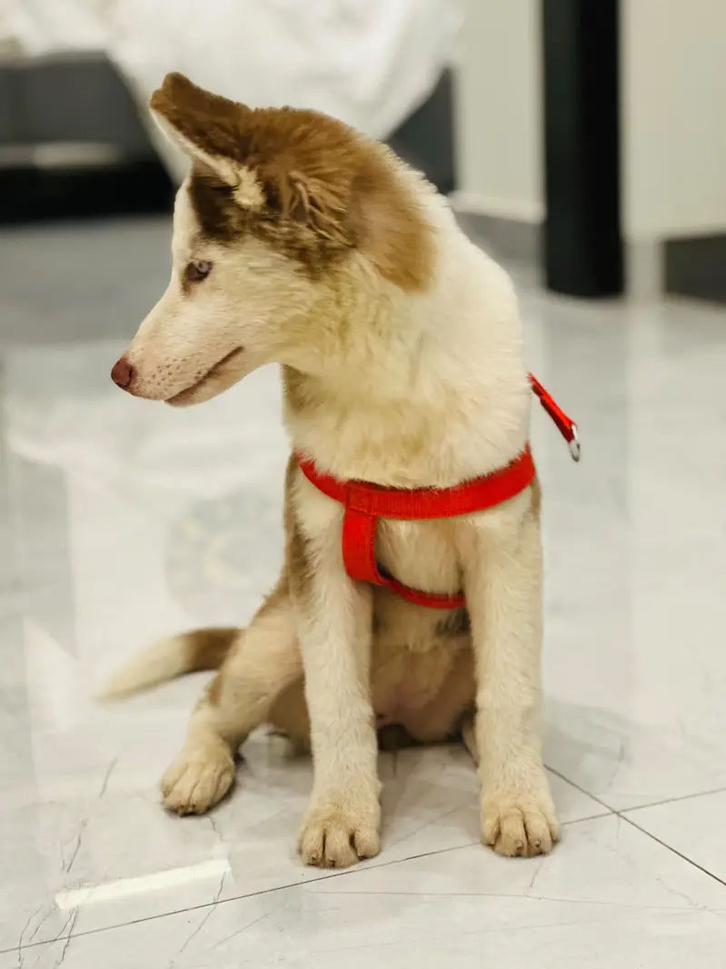 3month female siberian husky looking new home strong blood line — photo 3