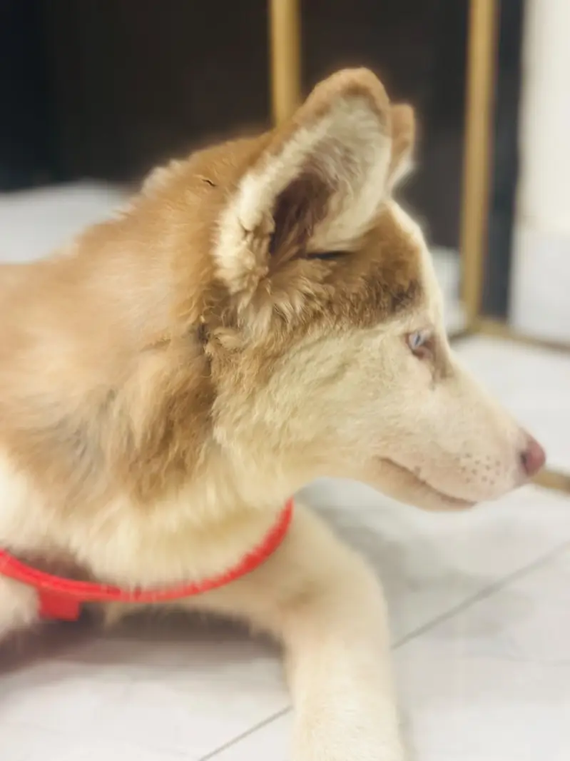 3month female siberian husky looking new home strong blood line — photo 4