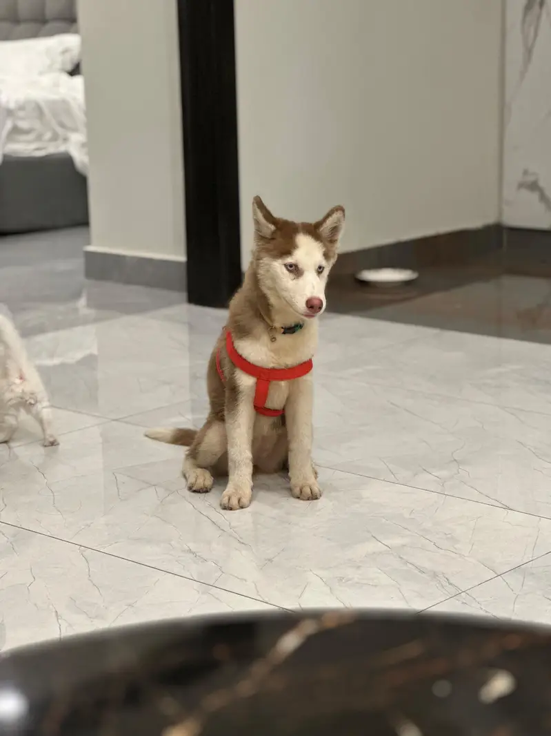 3month female siberian husky looking new home strong blood line — photo 5