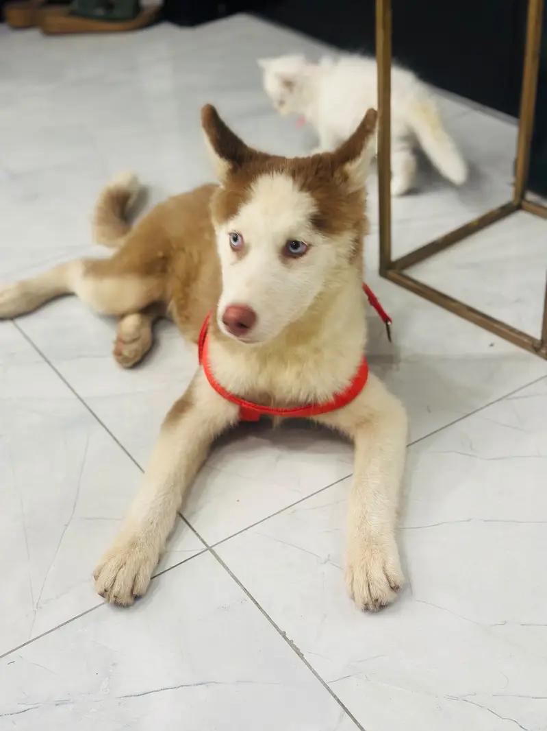 3month female siberian husky looking new home strong blood line — photo 6