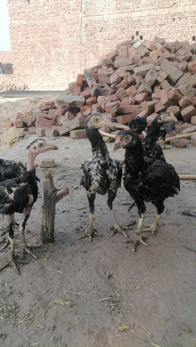 Aseel near to bread pathy pathia