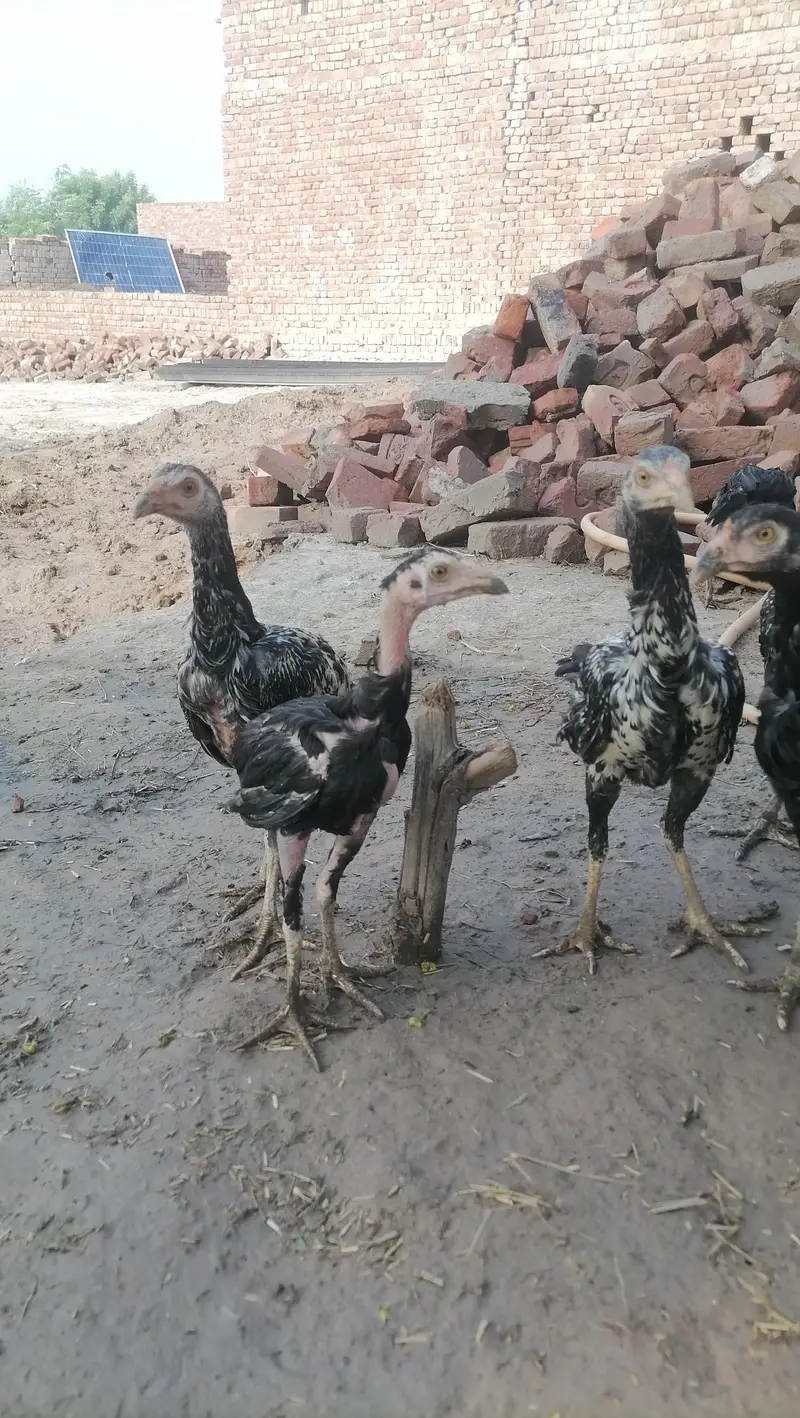 Aseel near to bread pathy pathia — photo 2