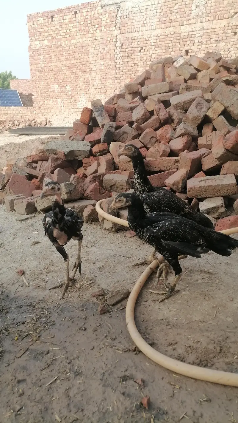 Aseel near to bread pathy pathia — photo 3