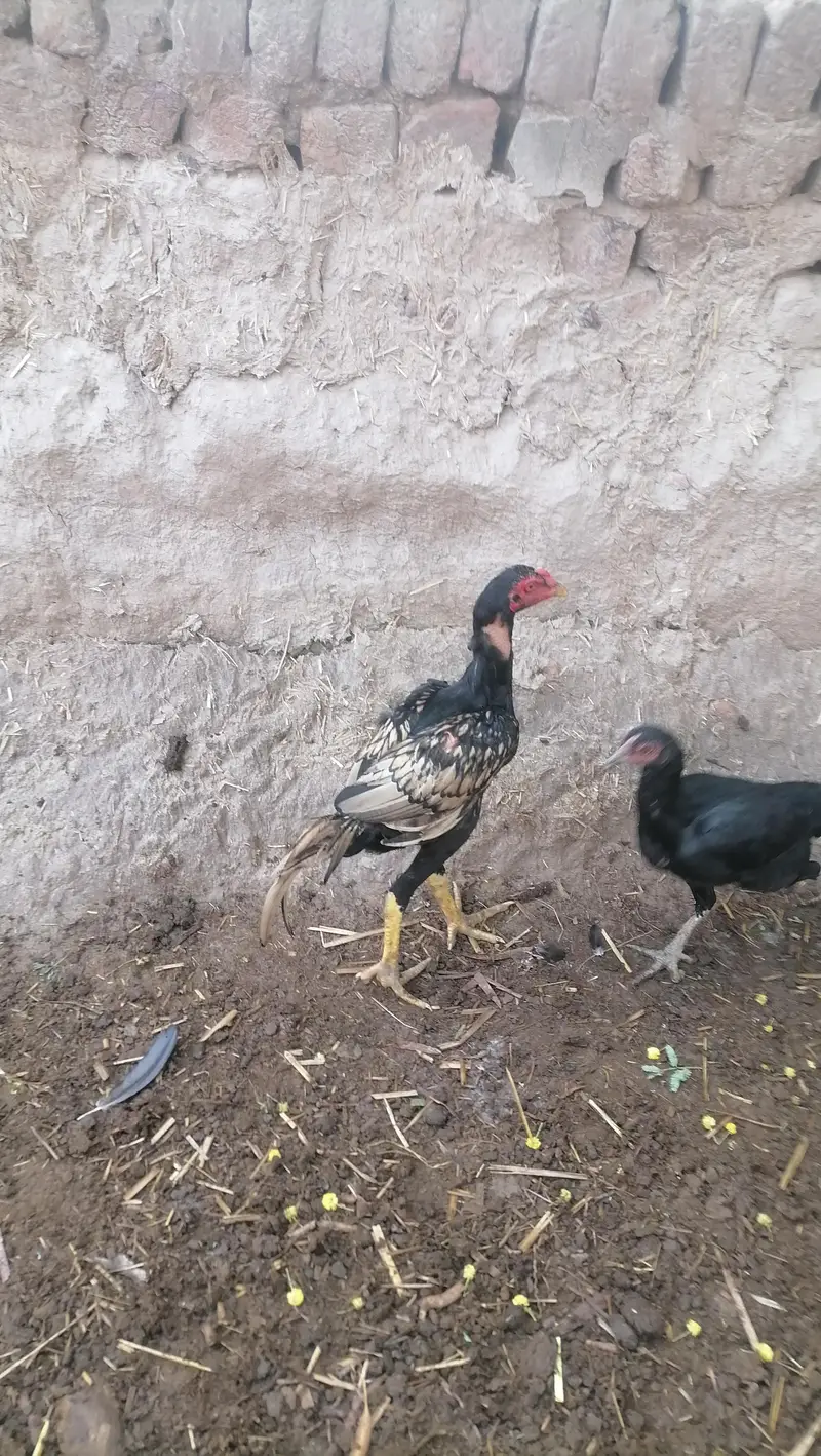 Aseel near to bread pathy pathia — photo 5