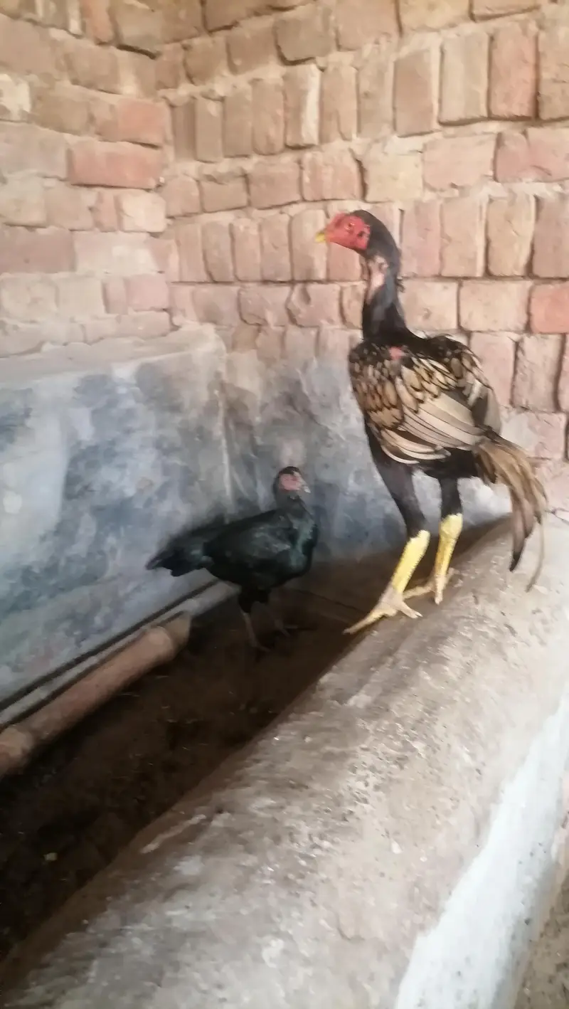 Aseel near to bread pathy pathia — photo 6