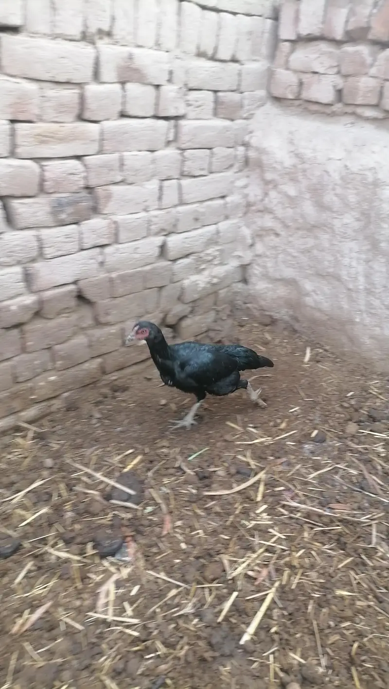 Aseel near to bread pathy pathia — photo 7