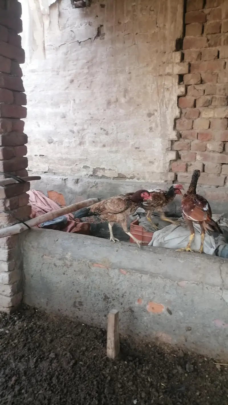 Aseel near to bread pathy pathia — photo 8