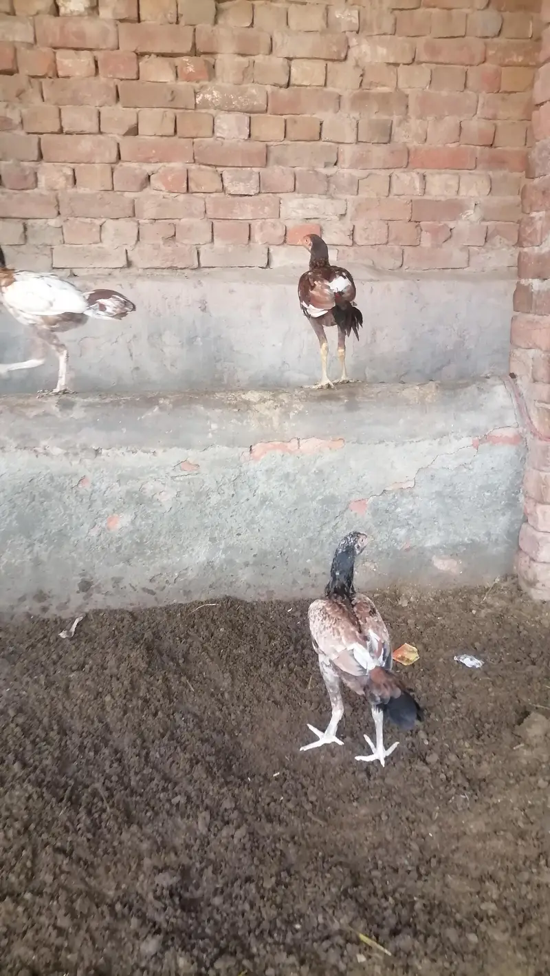 Aseel near to bread pathy pathia — photo 9