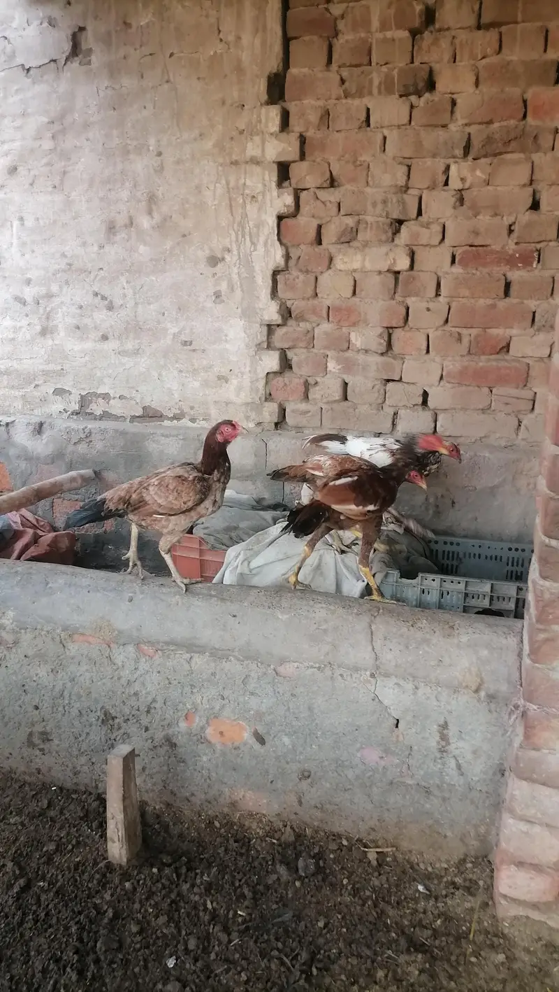 Aseel near to bread pathy pathia — photo 10