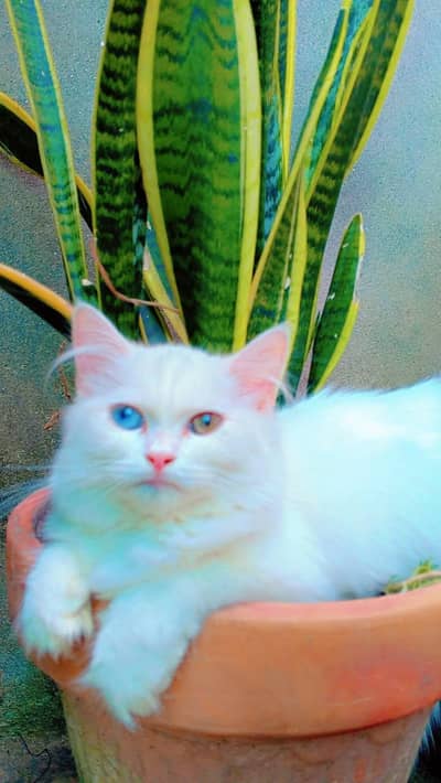 health and active cat