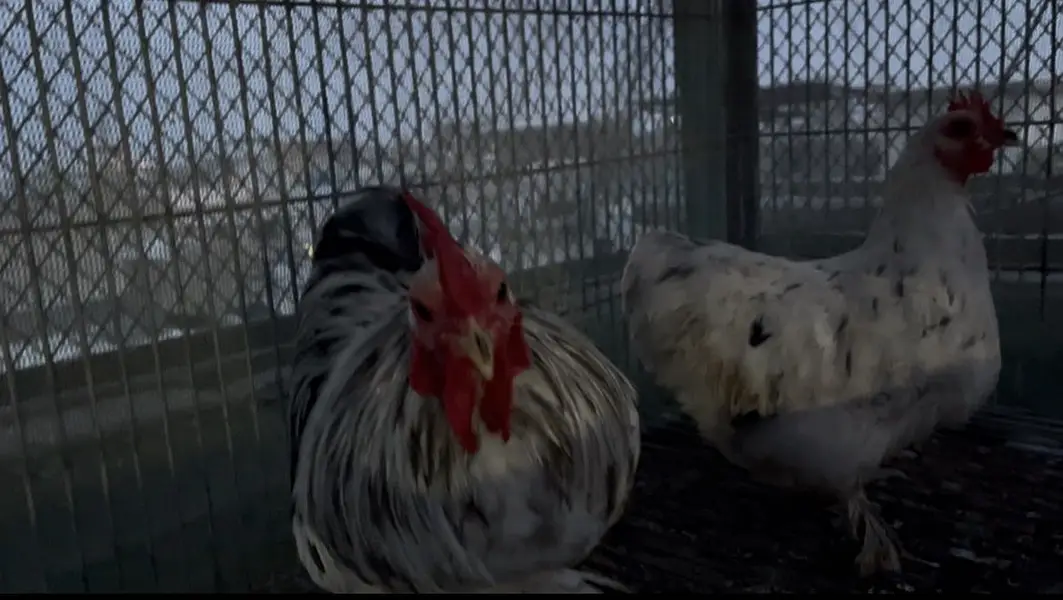 White, Charcol Gray, Bentam Bule hens — photo 2