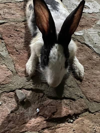 Rabbits For sale