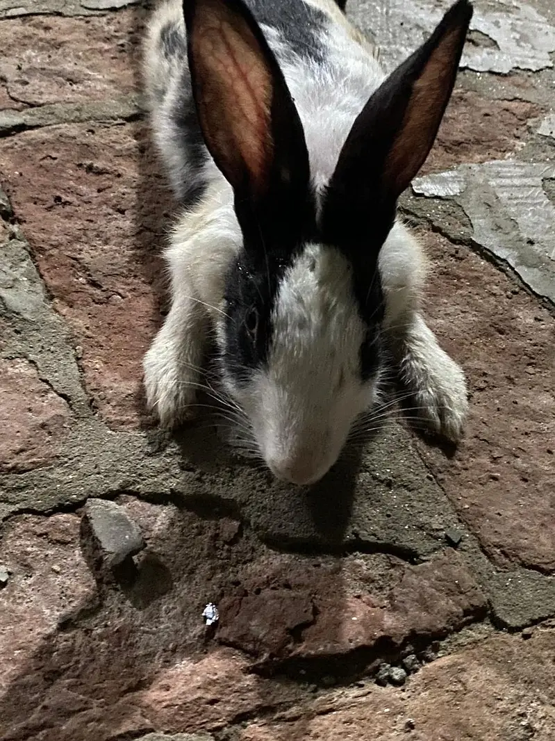 Rabbits For sale