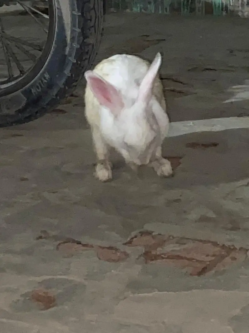 Rabbits For sale — photo 2