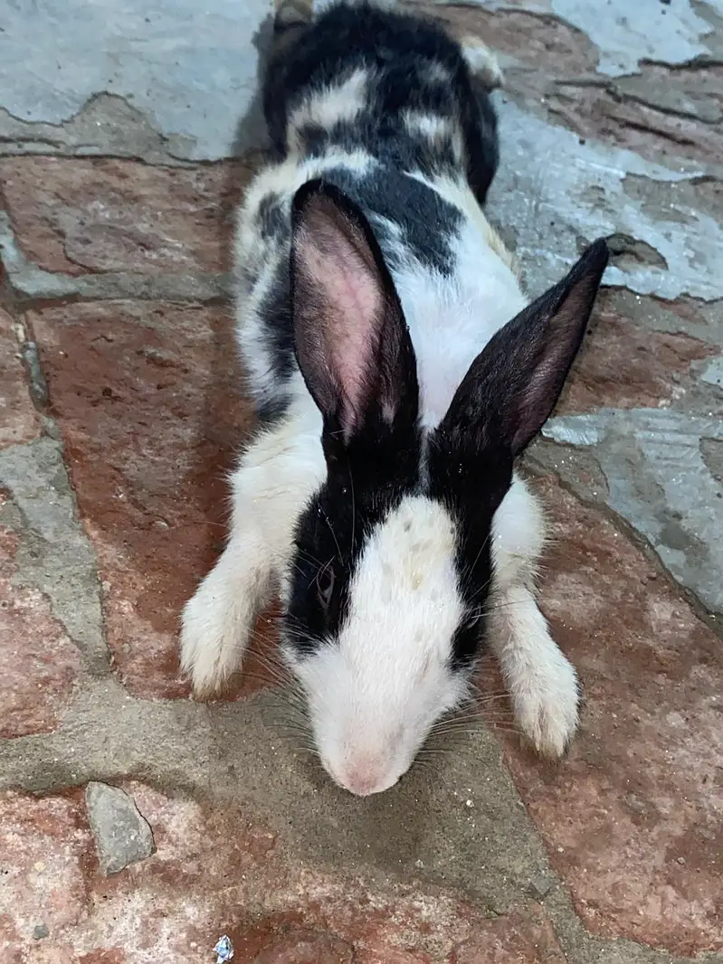 Rabbits For sale — photo 3