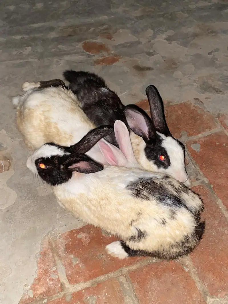 Rabbits For sale — photo 4