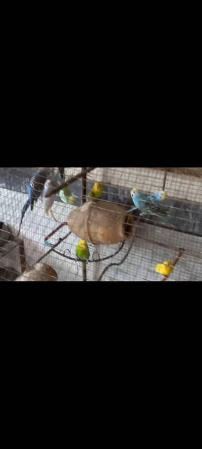 Australian parrots