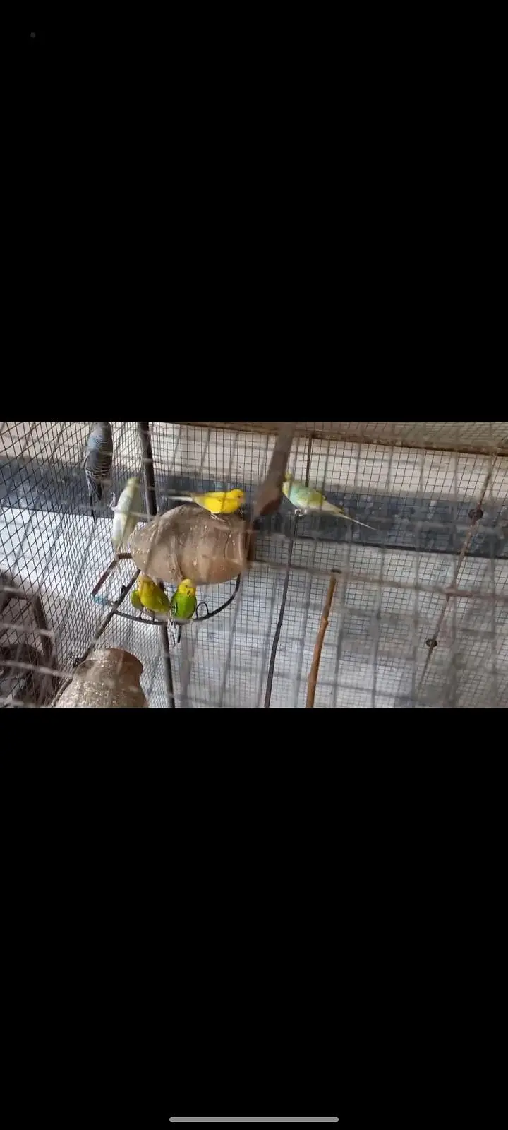 Australian parrots — photo 2