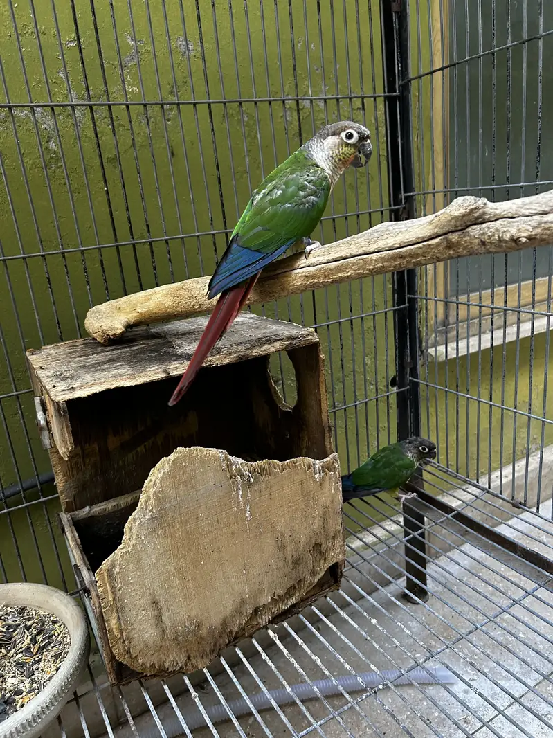 Breeder pair — photo 2