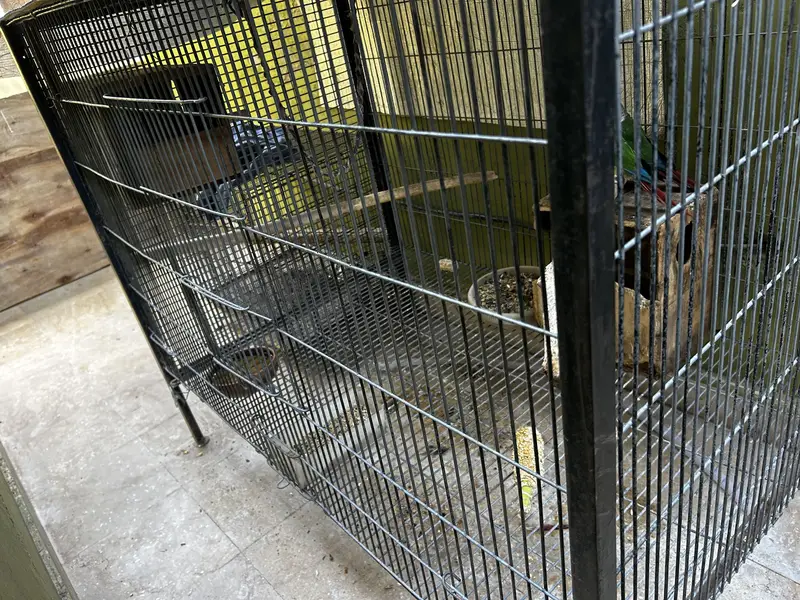 Breeder pair — photo 3