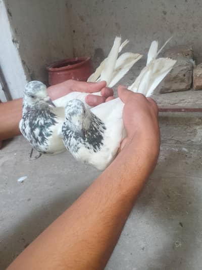 Breeder Pair