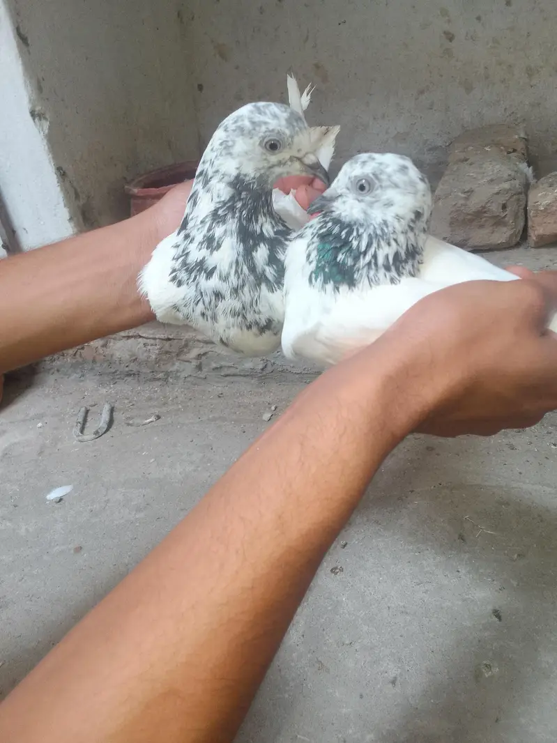 Breeder Pair — photo 2