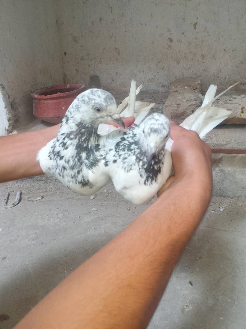 Breeder Pair 2