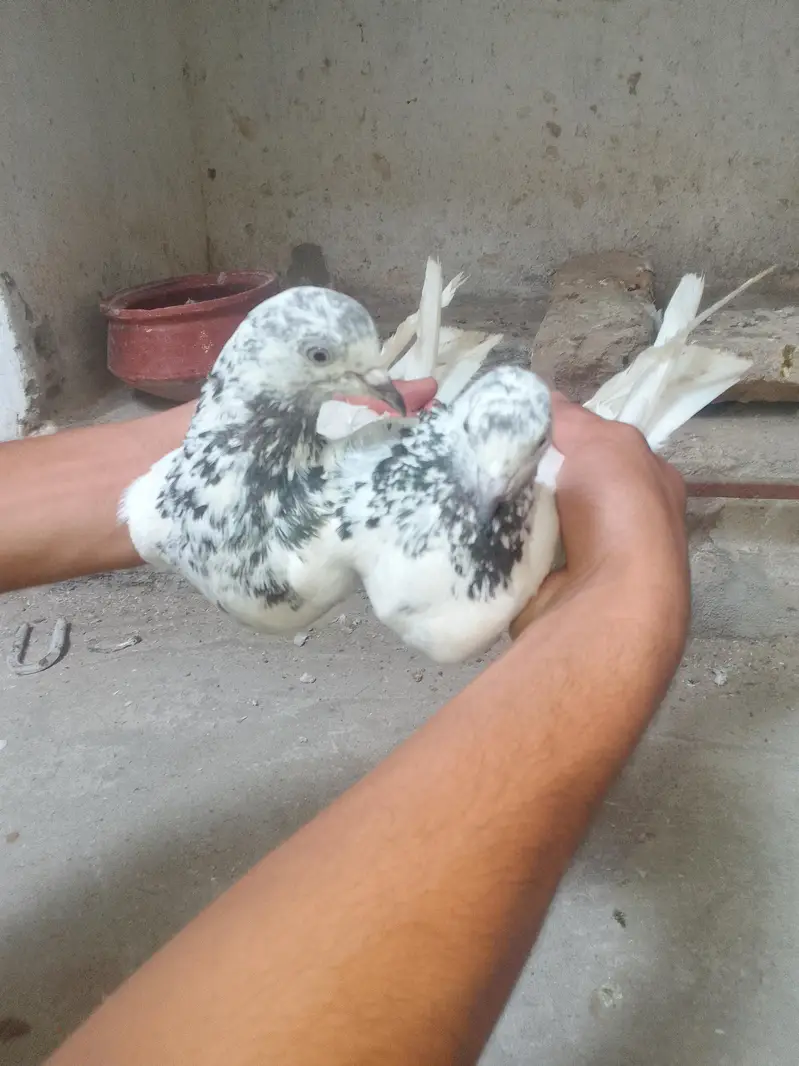 Breeder Pair — photo 3