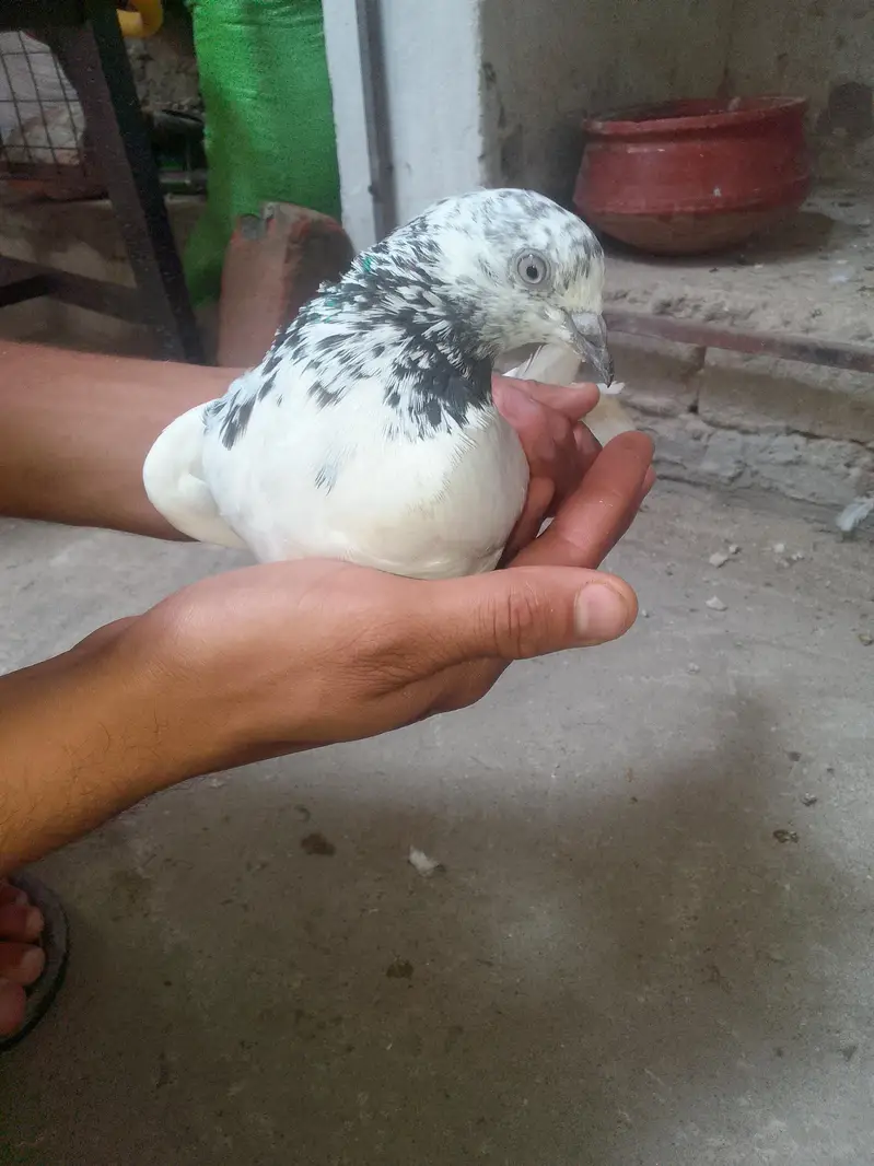 Breeder Pair — photo 4