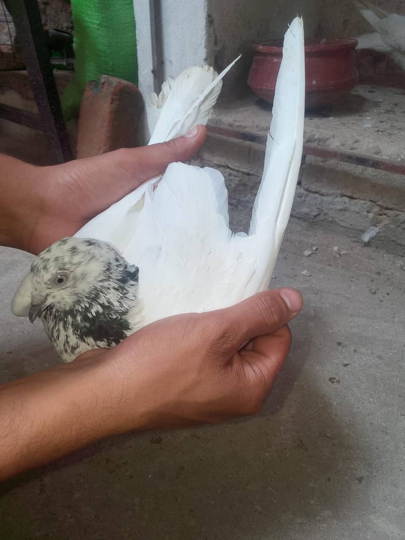Breeder Pair 4