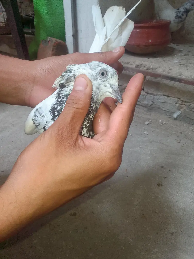 Breeder Pair — photo 6