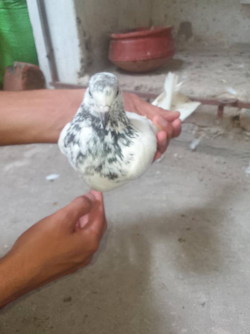 Breeder Pair 6
