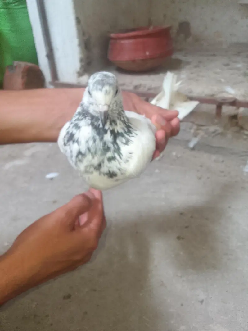 Breeder Pair — photo 7
