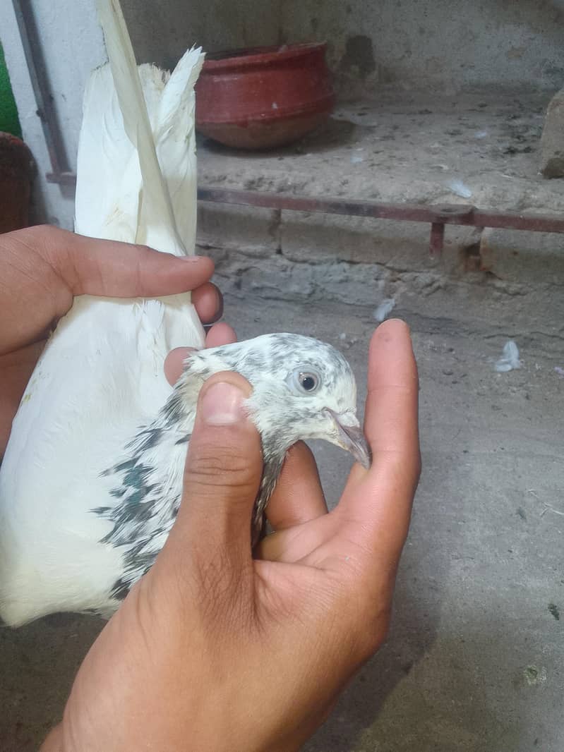 Breeder Pair 8