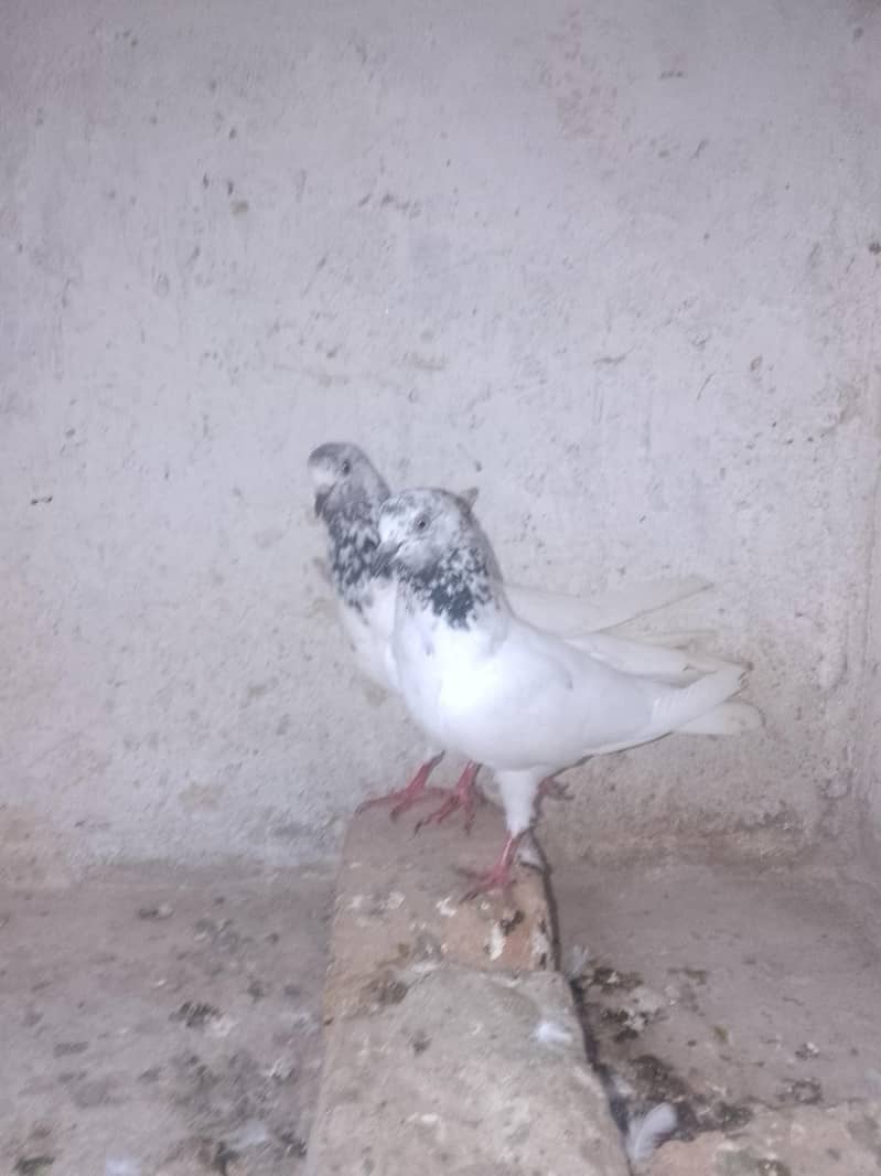 Breeder Pair 10