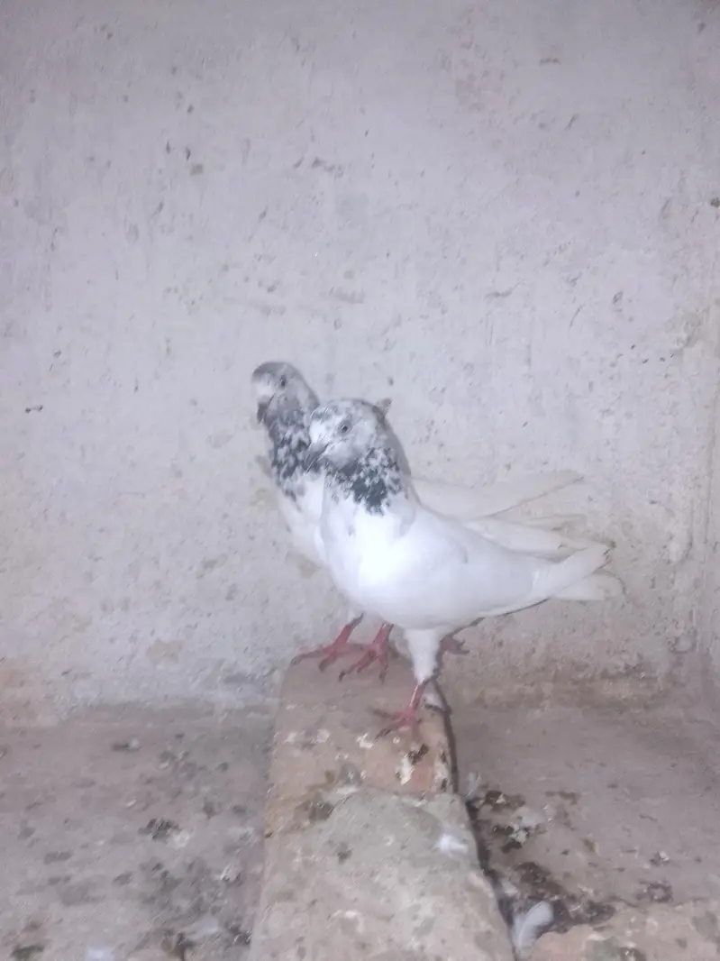 Breeder Pair — photo 11