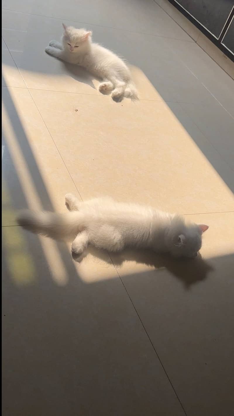 Kitten 0