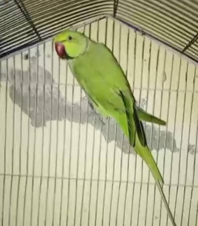 Pair of Healthy Fancy Budgies for Sale
