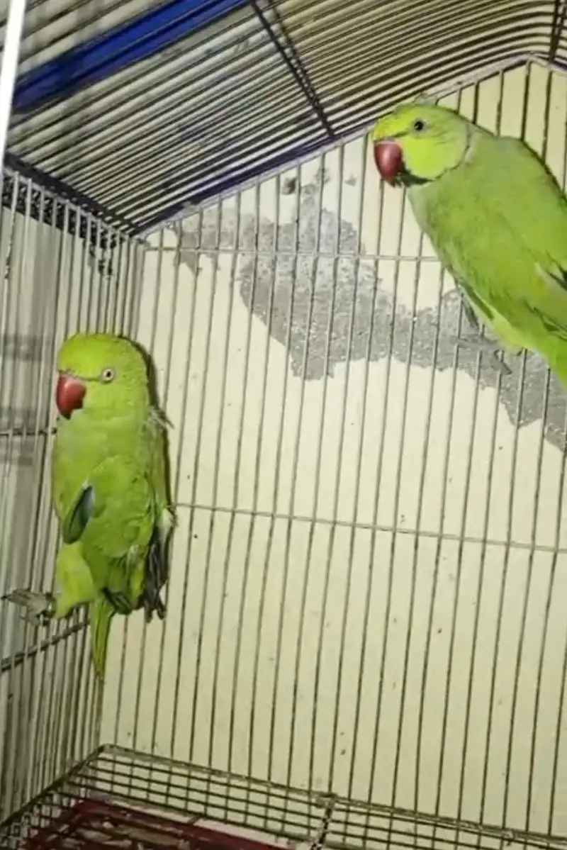 Pair of Healthy Fancy Budgies for Sale — photo 2