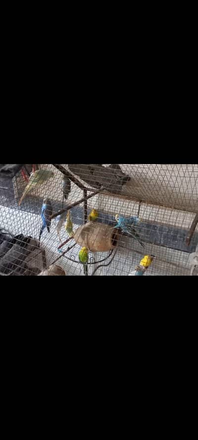 Australian Parrots