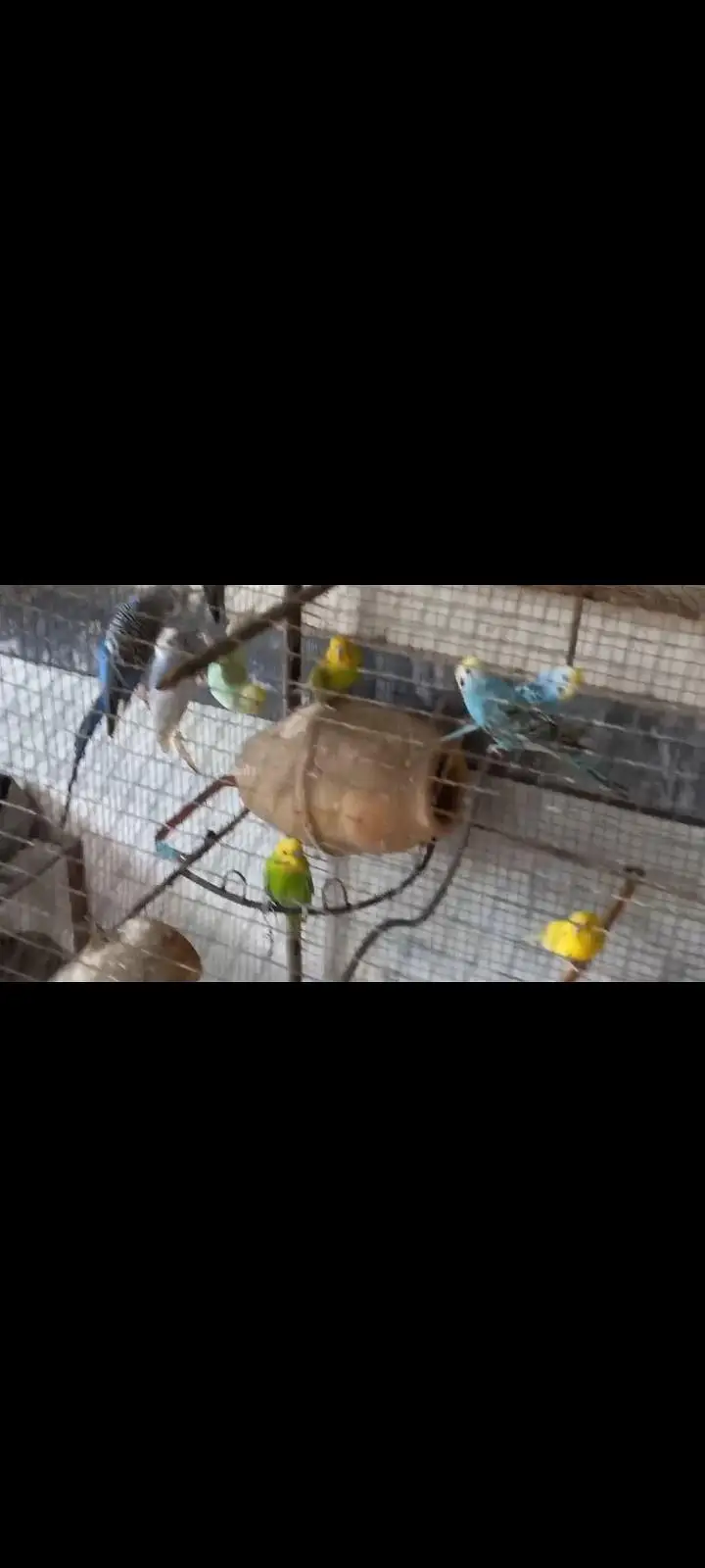 Australian Parrots — photo 2