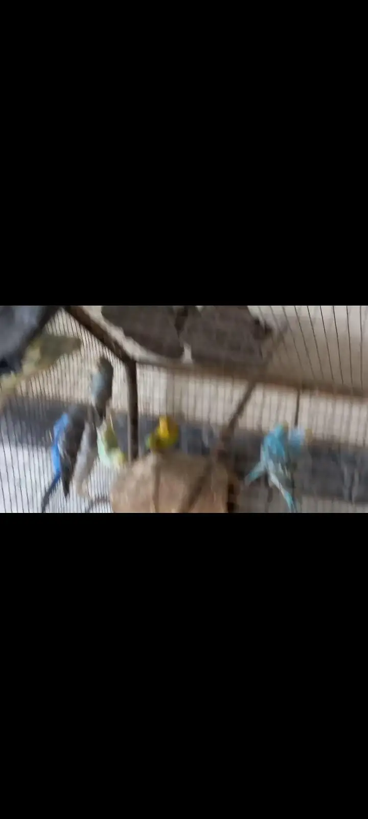 Australian Parrots — photo 4