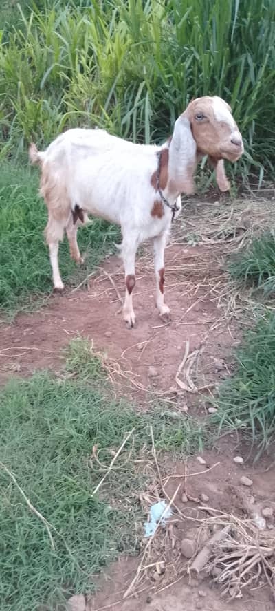 BakRi gbn for sale 0332,8500??739