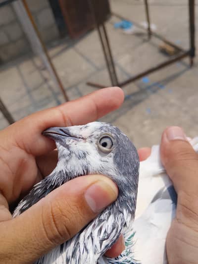 sailkoti kabotar male