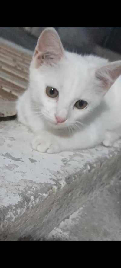Persian cat
