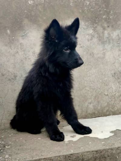 Black German shepherd long coat puppy